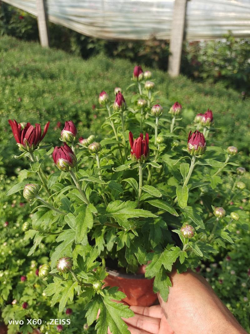 国庆菊，千头菊，有红色的，黄色的，玫红色，有大，中，小盆
