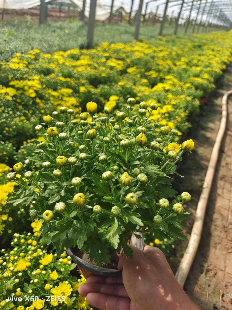 国庆菊，千头菊，有红色的，黄色的，玫红色，有大，中，小盆