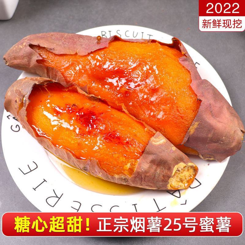 沙地烟薯25号蜜薯山东烤地瓜用红薯烟台农科院烟蜜薯21度