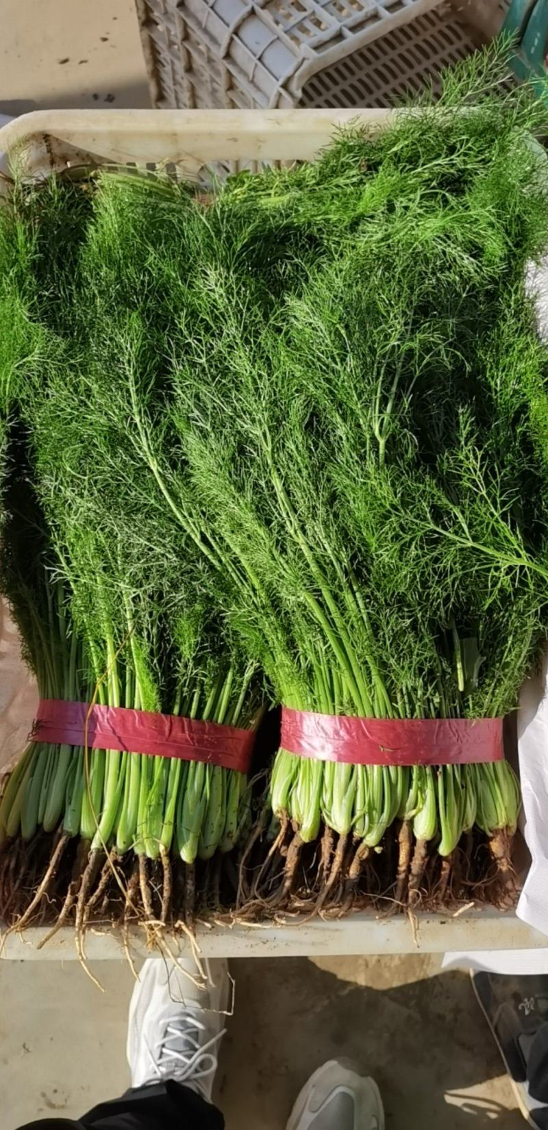 精品茴香苗现在是露天种植颜色绿根肥可提供各种包装