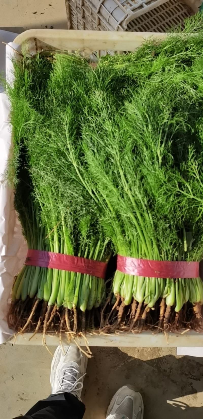 精品茴香苗现在是露天种植颜色绿根肥可提供各种包装