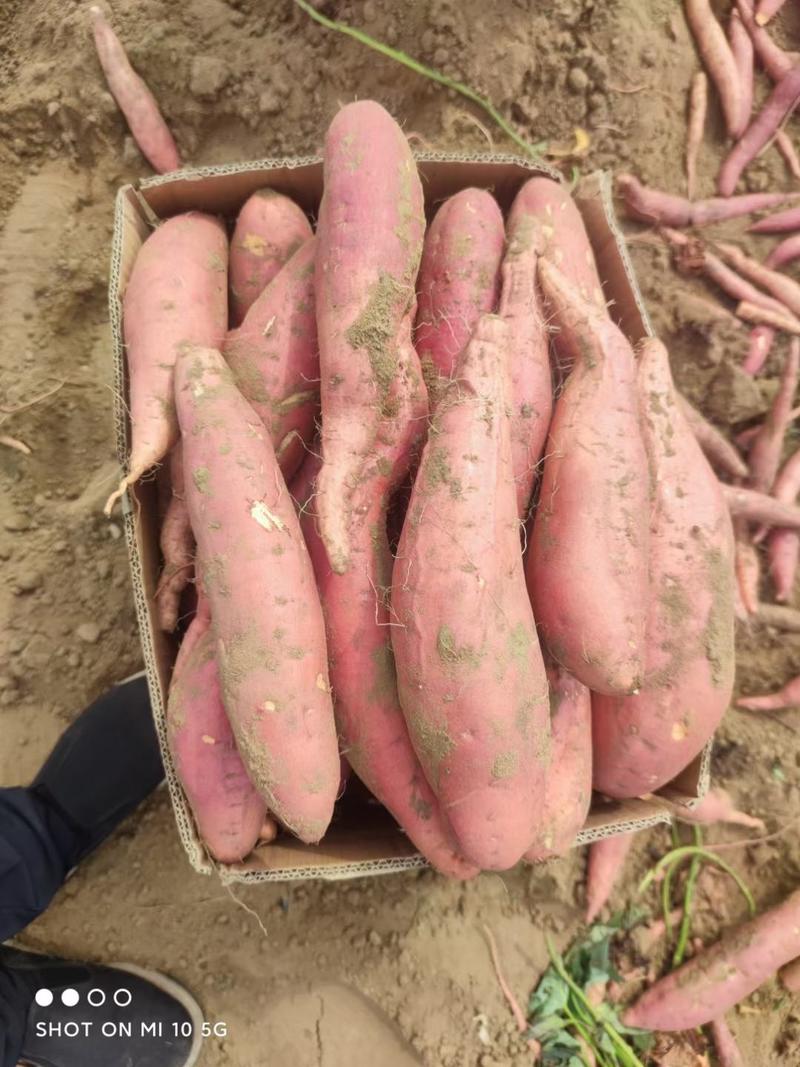 沙地红薯烟薯25地瓜山东蜜薯烤薯专用常年有货口