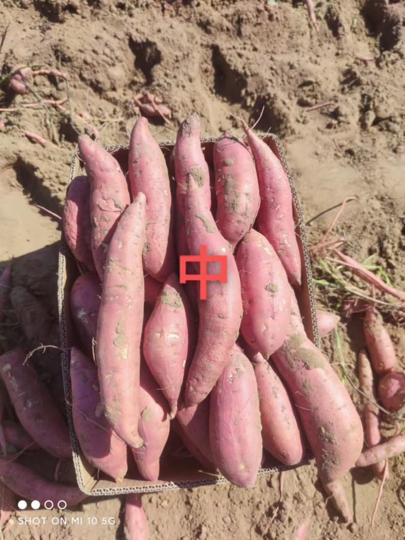 沙地红薯烟薯25地瓜山东蜜薯烤薯专用常年有货口