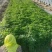 大量出售茼蒿菜适合赶集、电商、商超等，量大从优，价格便宜