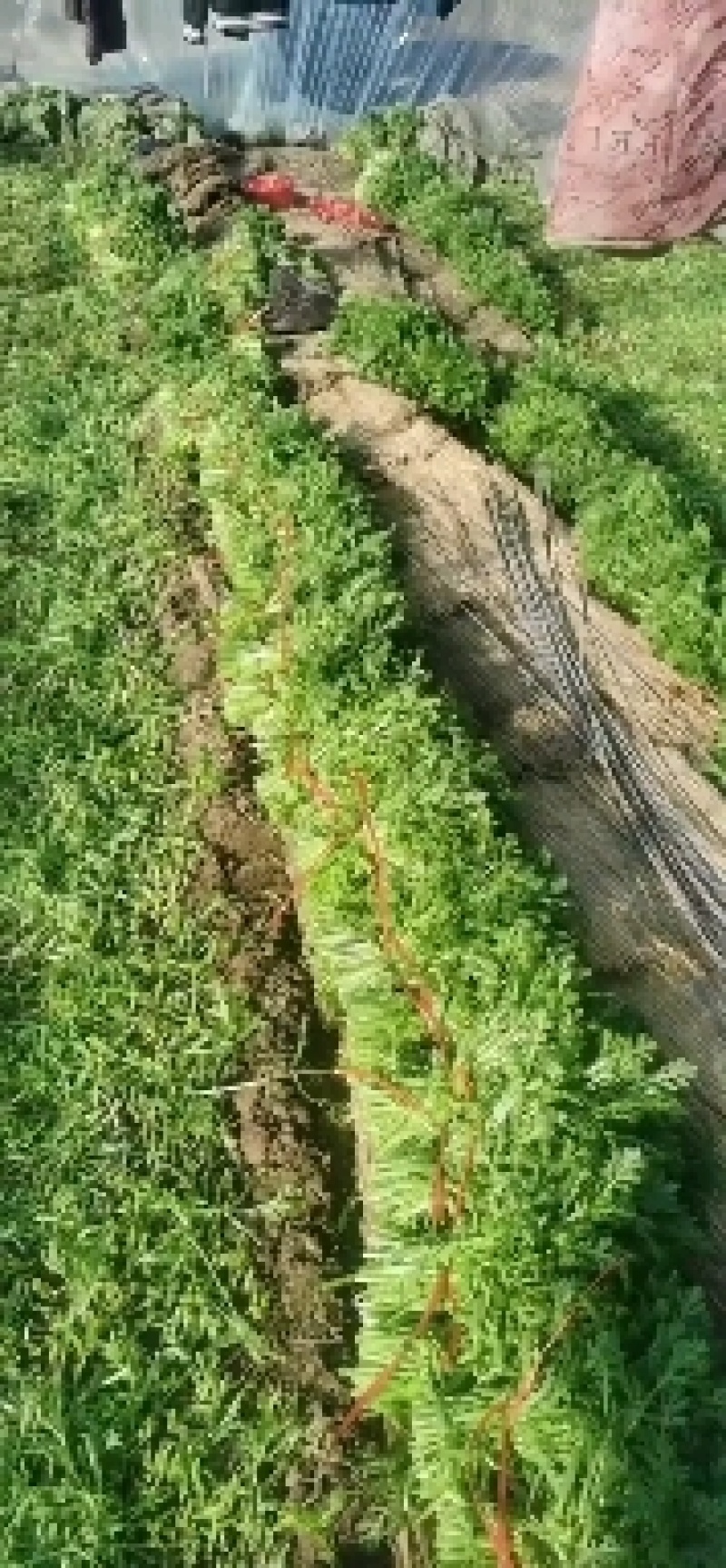 大量出售茼蒿菜适合赶集、电商、商超等，量大从优，价格便宜