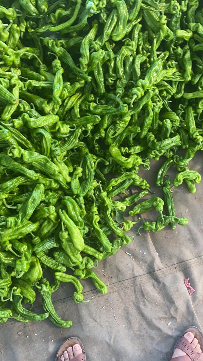 费县刚开园的好货鲜辣椒大量上市了，薄皮椒，尖椒，