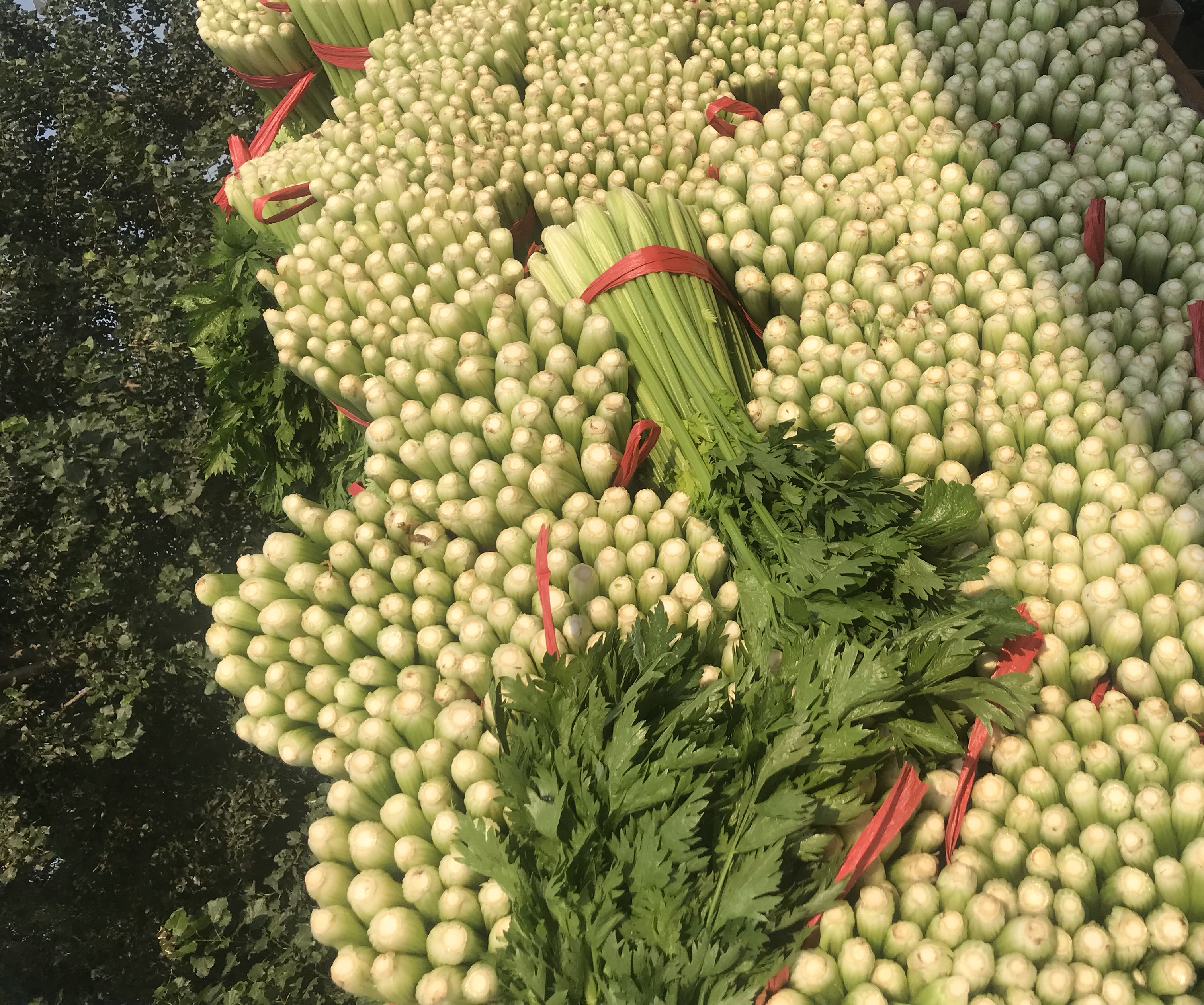 新鲜的西芹成捆摆放,绿叶与茎秆分明 西芹的外观展示