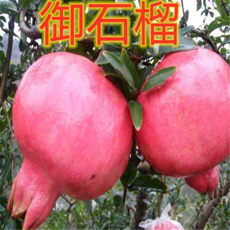 御石榴树苗贡品石榴苗地栽果树苗当年结果南方北方种植