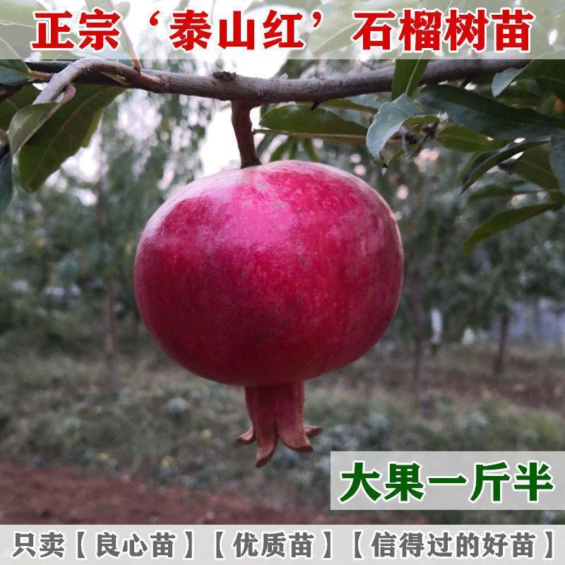 石榴树树苗软籽泰山大红石榴苗南方北方种植盆地栽特大果树苗