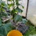 小黄瓜咸菜黄瓜酱菜酱菜厂黄瓜咸菜批发