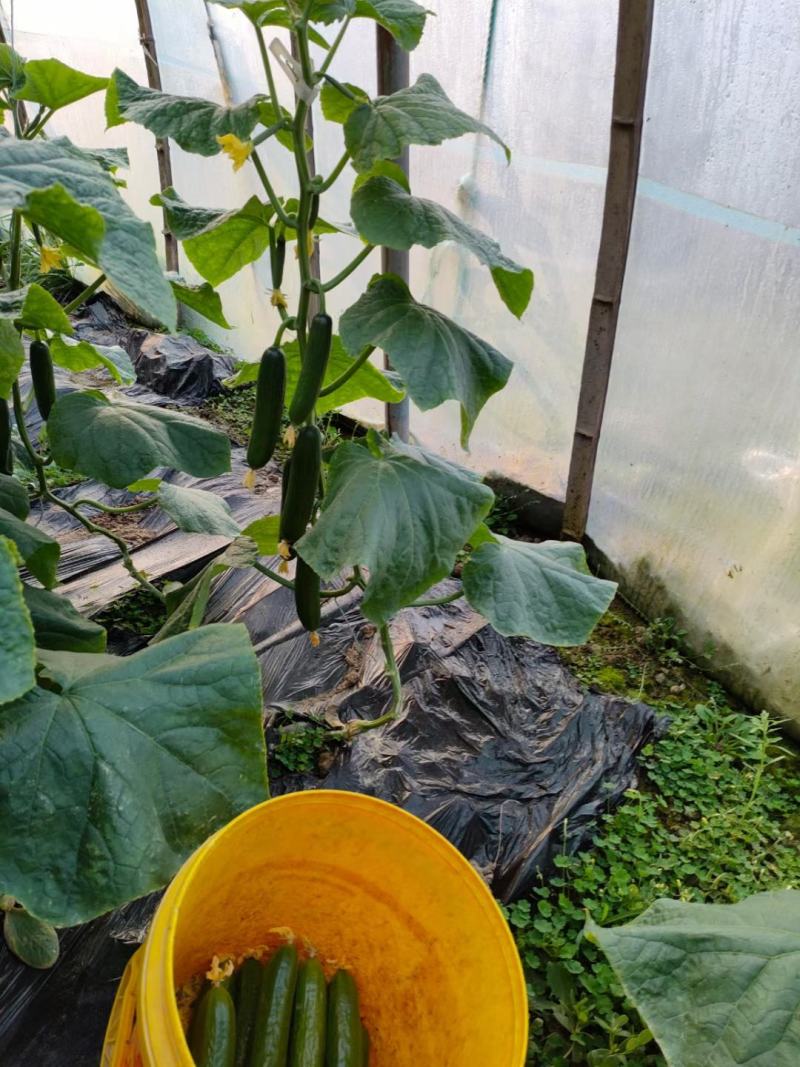 小黄瓜咸菜黄瓜酱菜酱菜厂黄瓜咸菜批发