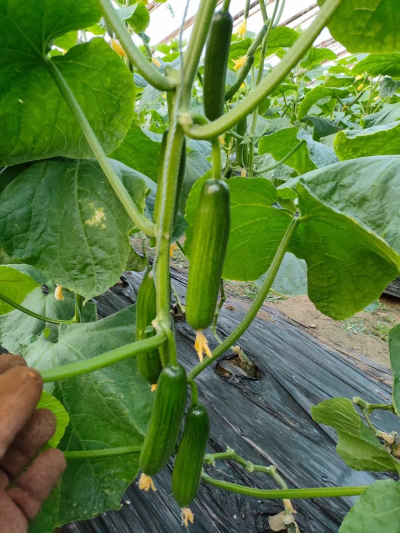 小黄瓜咸菜黄瓜酱菜酱菜厂黄瓜咸菜批发
