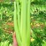 双港西芹种子80克文图拉芹菜种子精选芹菜籽株高70厘米
