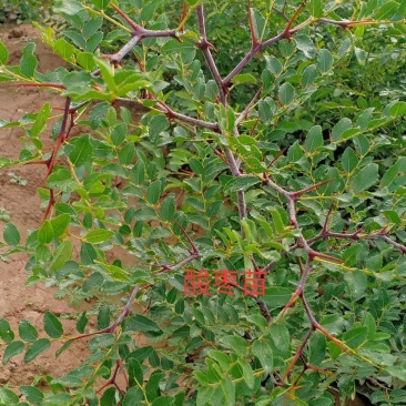 当年酸枣苗