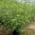 木槿，规格齐全，量大从优，保质保量，欢迎来电咨询