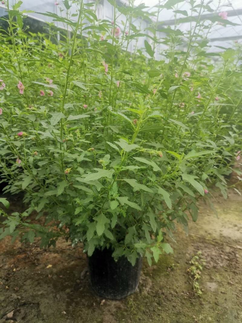 木槿，规格齐全，量大从优，保质保量，欢迎来电咨询