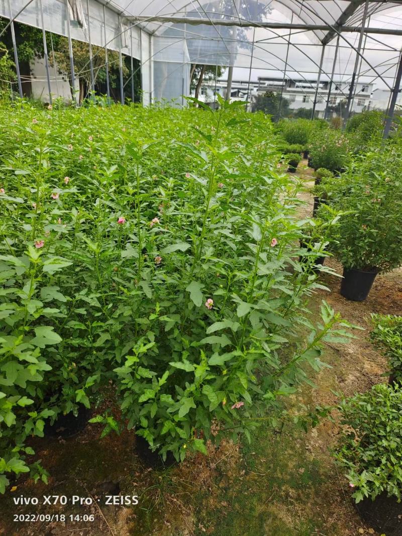 木槿，规格齐全，量大从优，保质保量，欢迎来电咨询