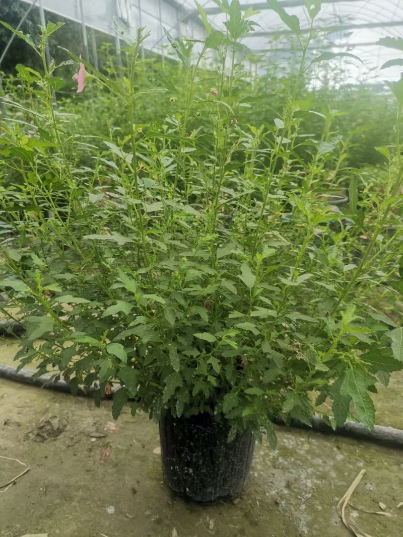 木槿，规格齐全，量大从优，保质保量，欢迎来电咨询