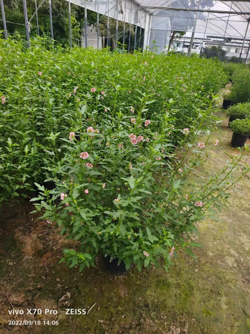 木槿，规格齐全，量大从优，保质保量，欢迎来电咨询
