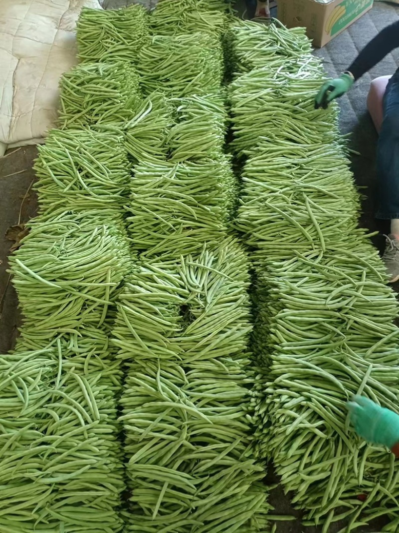 【推荐】白条豆角产地直发货源充足对接商超市场视频看货