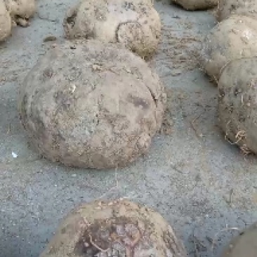 魔芋精品豆腐魔芋富源魔芋大量现货来电详谈