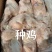 鸡副鸭副禽类产品种类多样给规格齐全价格实惠现货出