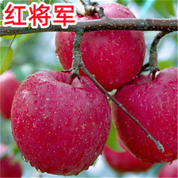 嫁接果树苗矮化苹果苗短枝红富士苗红将军苹果苗大果苹树苗