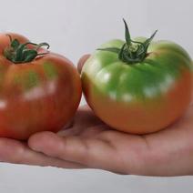 水果西红柿福建基地种植，产地一手货源，期待和更多老板合作