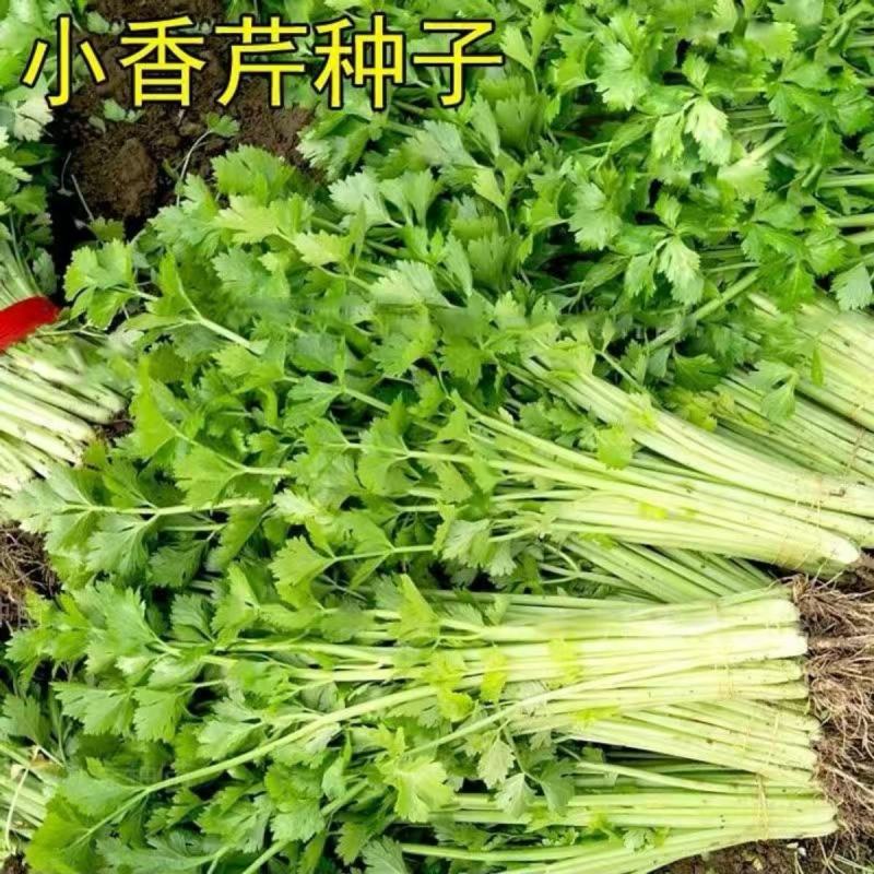 环农四季小香芹种子罐装约80g山芹香芹速生芹菜大面种植