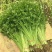 环农四季小香芹种子罐装约80g山芹香芹速生芹菜大面种植
