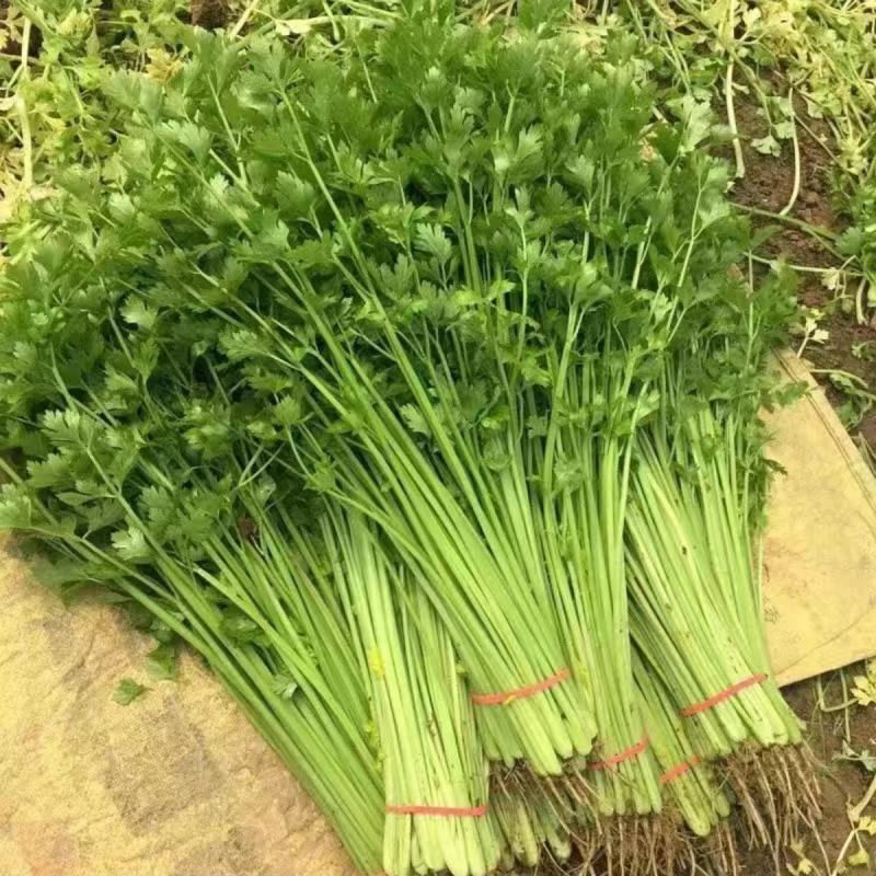 环农四季小香芹种子罐装约80g山芹香芹速生芹菜大面种植