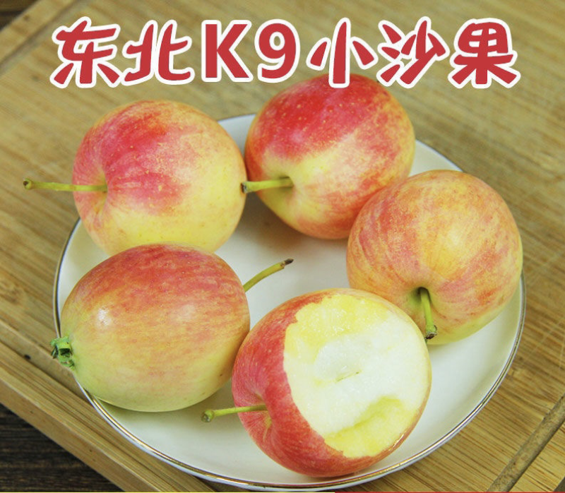 K9沙苹果苗123嫁接小苹果苗南北方种植高抗树苗
