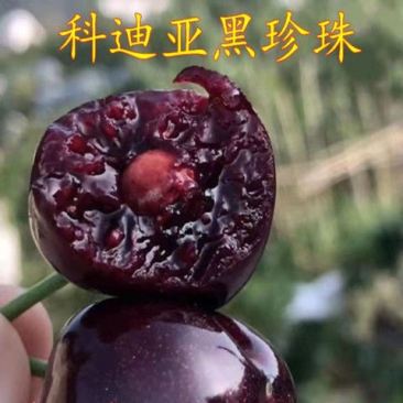 车厘子树苗南方北方种植嫁接樱桃树苗美国黑珍珠樱桃当年结果