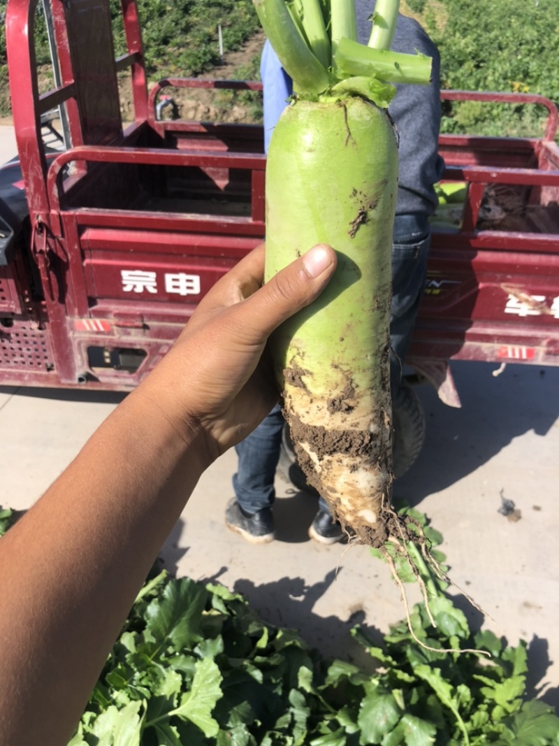 萝卜青头萝卜将军系列精品中的精品量优