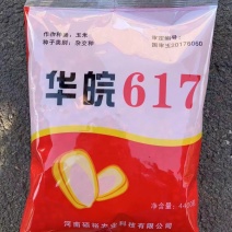 隆平高科华皖617玉米种子，国审玉高产稳产抗病抗倒