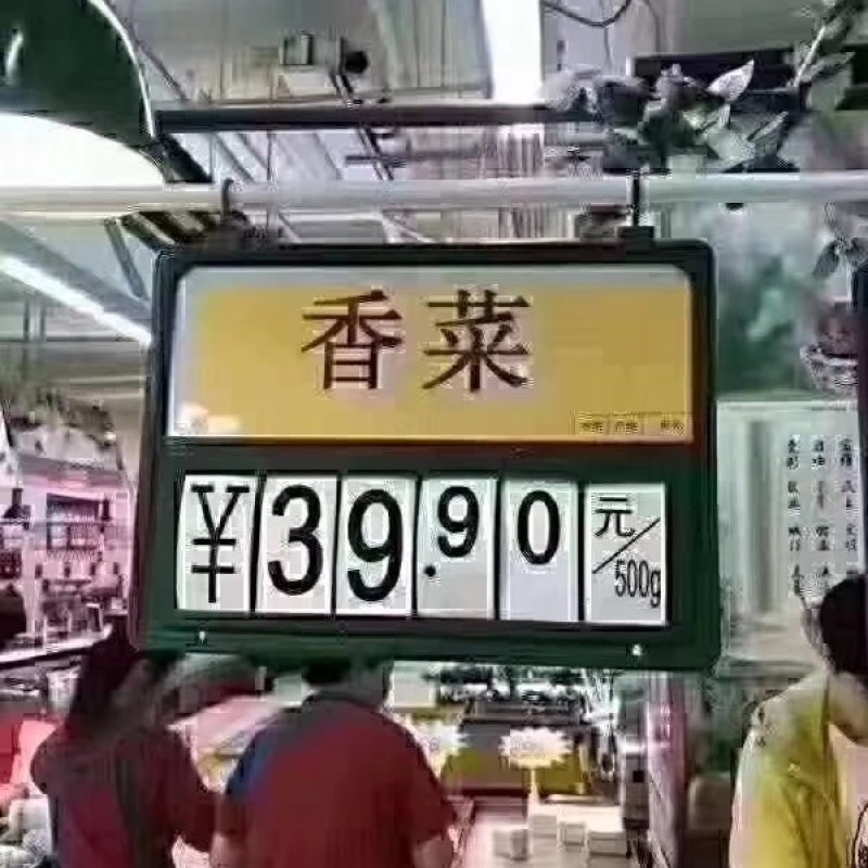 澳洲四季香菜植株直立叶色深绿纤维少口感好进口品质