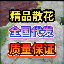 兰州精品散花，全国