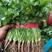 澳洲四季香菜植株直立叶色深绿纤维少口感好进口品质