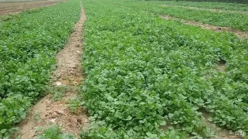 澳洲四季香菜植株直立叶色深绿纤维少口感好进口品质
