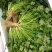 澳洲四季香菜植株直立叶色深绿纤维少口感好进口品质