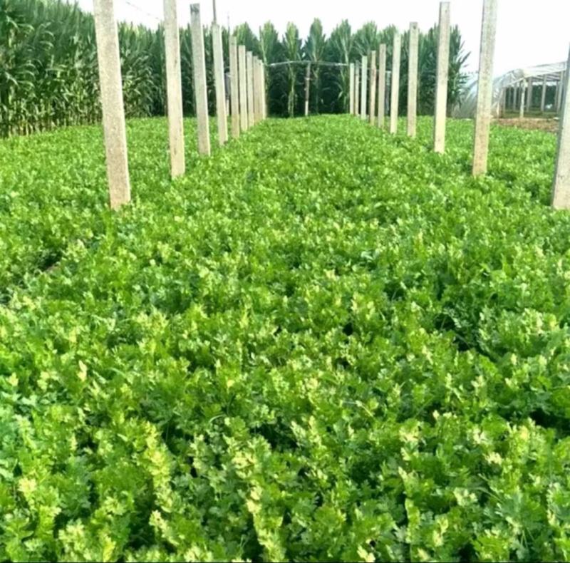 澳洲四季香菜植株直立叶色深绿纤维少口感好进口品质