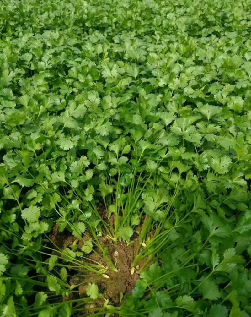 澳洲四季香菜植株直立叶色深绿纤维少口感好进口品质