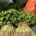 澳洲四季香菜植株直立叶色深绿纤维少口感好进口品质