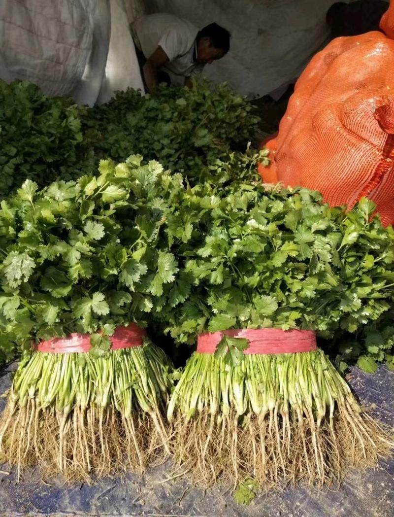 澳洲四季香菜植株直立叶色深绿纤维少口感好进口品质