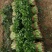 澳洲四季香菜植株直立叶色深绿纤维少口感好进口品质