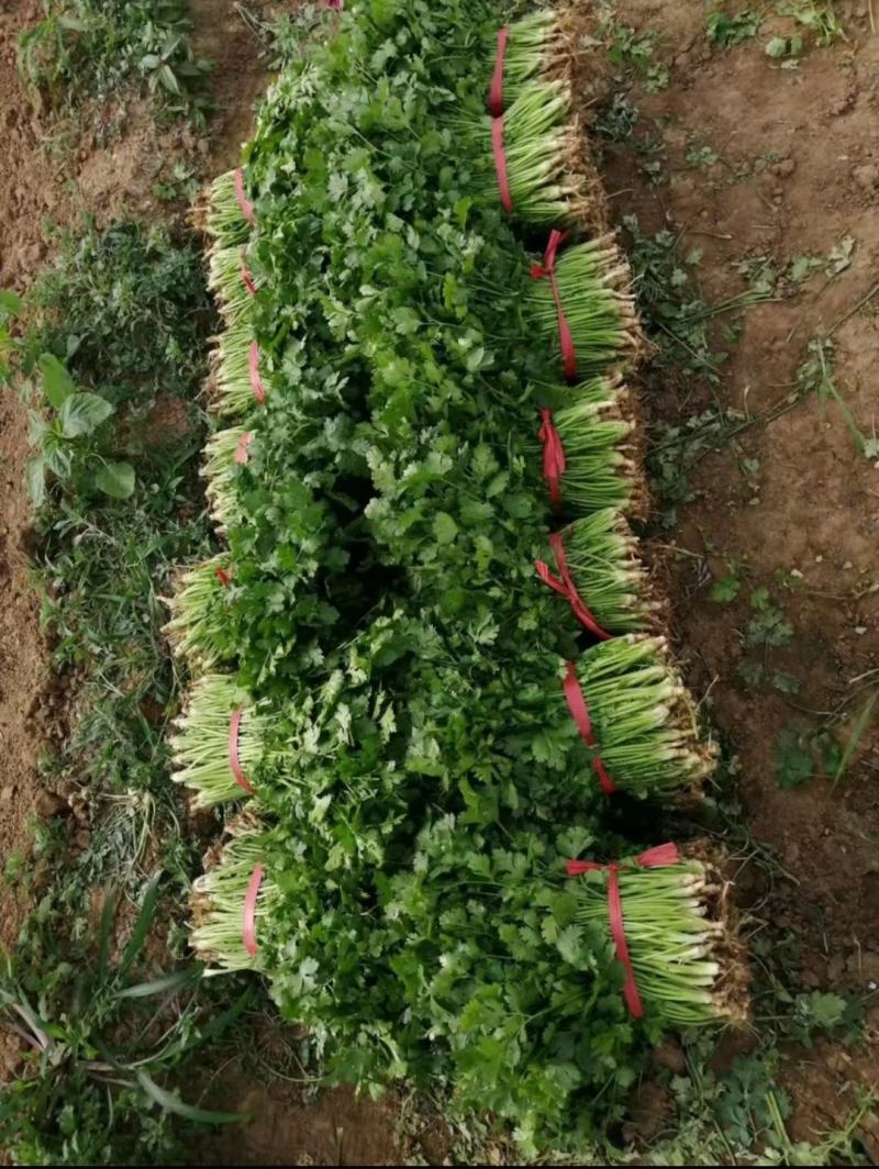 澳洲四季香菜植株直立叶色深绿纤维少口感好进口品质