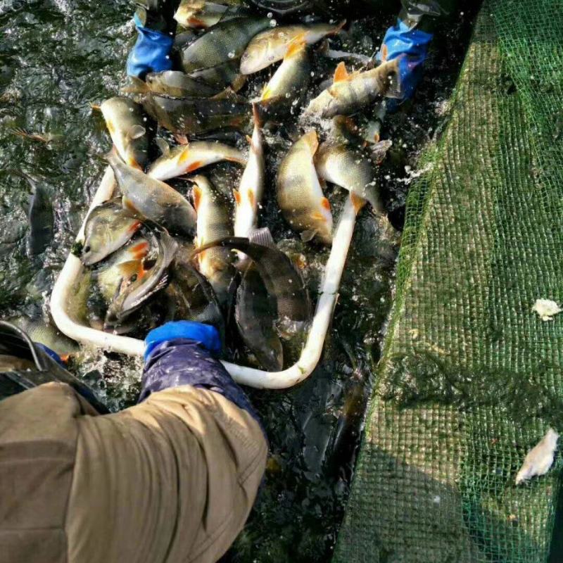 河鲈
