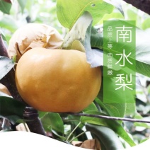 南水梨