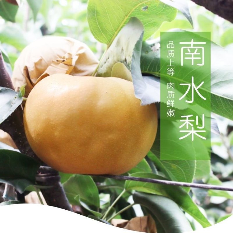 南水梨