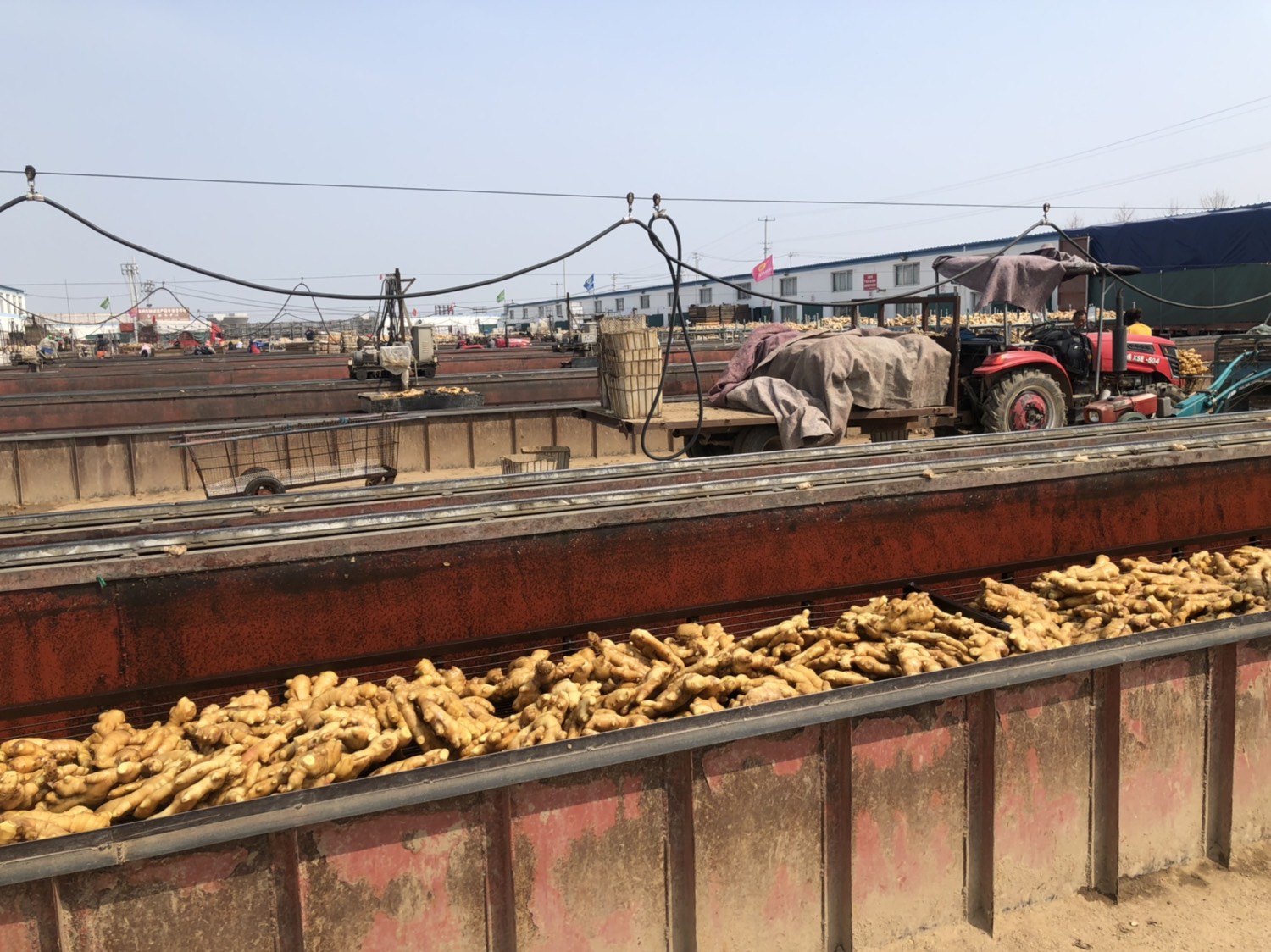 现代化老姜子姜加工厂内景,工人正在操作清洗、切片、包装设备 老姜子姜加工生产线